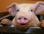 cochon-1