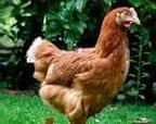 poulets